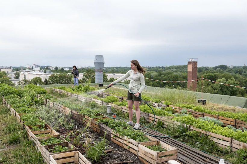 Cultivating Calm: How Urban Gardening Nurtures Mental Health